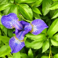 Close-up of purple iris flower