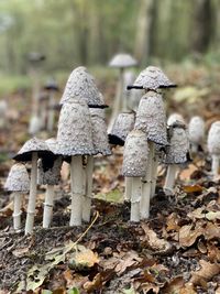 Mushrooms growing on field