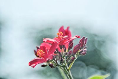 Close-up of pink flower