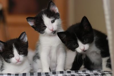 Portrait of cat with kitten