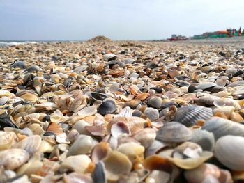 Close-up of seashells on beach