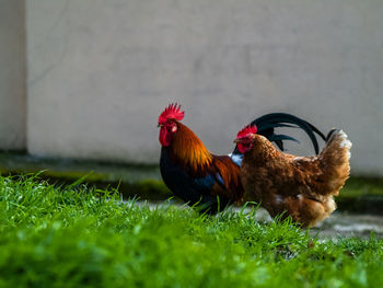 Close-up of rooster on grass