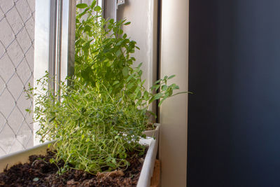 Potted plant on window sill at home