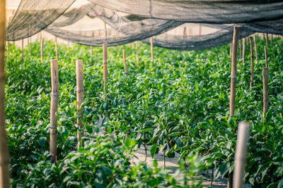 Plants growing in greenhouse