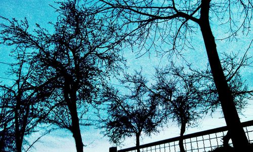 Low angle view of bare trees against blue sky