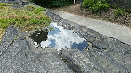 Reflection of trees in puddle