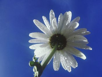 Close-up of white flower blooming against clear blue sky