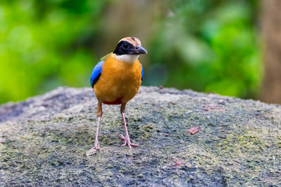 Colorful blue-winged pitta standing on a rock