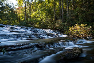 River flowing in forest