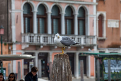 Seagull perching on wooden post in city