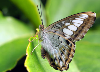 Close-up of butterfly on leaf