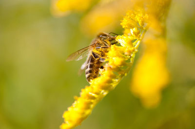 Close-up of bee on flower