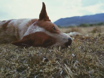 Dog relaxing on field