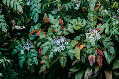 Close-up of flowering plants