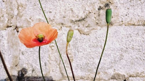 Close-up of poppy flower