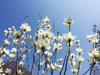 Low angle view of white flowers blooming against sky