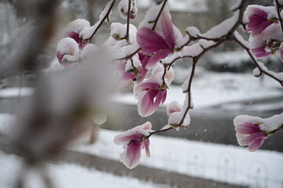 Close-up of pink cherry blossoms