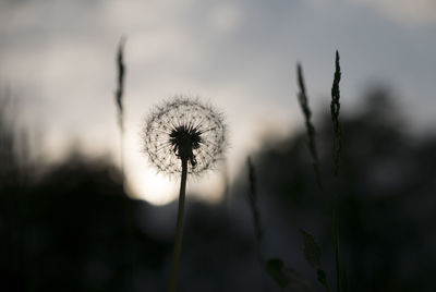 Close-up of dandelion against blurred background