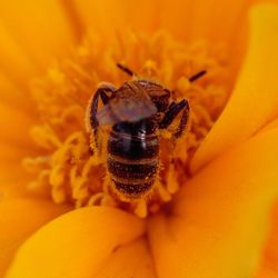 Macro shot of bee on flower