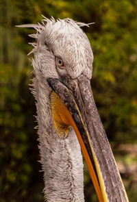 Close-up of bird