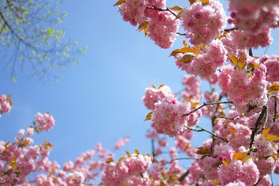 Low angle view of cherry blossoms