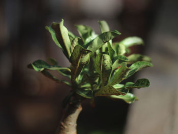 Close-up of plant