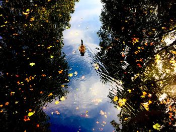 High angle view of fish swimming in lake