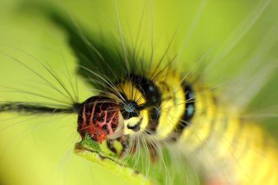 Close-up of insect on flower