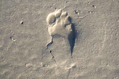 High angle view of crab on beach