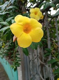 Close-up of yellow flowering plant
