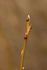 Close-up of lizard on plant