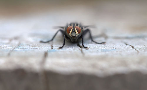 Close-up of fly on wood