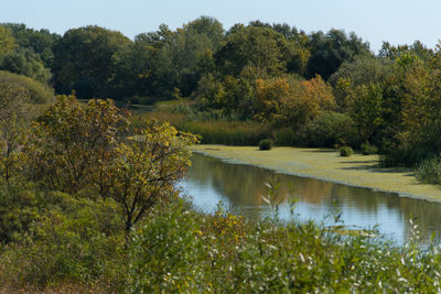 Scenic view of lake by trees in forest