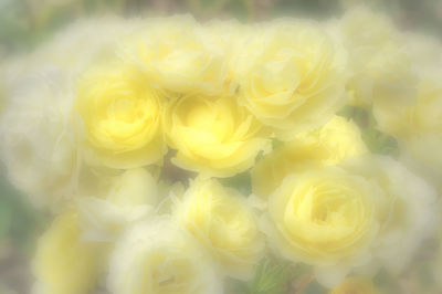 Close-up of yellow flowers