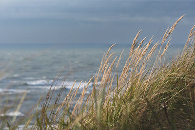 Rough grey sea with waves, dramatic cloudy grey sky with reeds and dry grass among the dunes