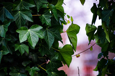 Close-up of fresh green leaves on plant