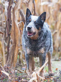 Smart working breed dog playing in the leaves. playing in dry corn field