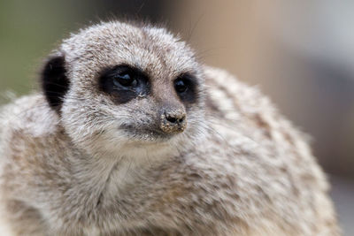 Close-up portrait of meerkat