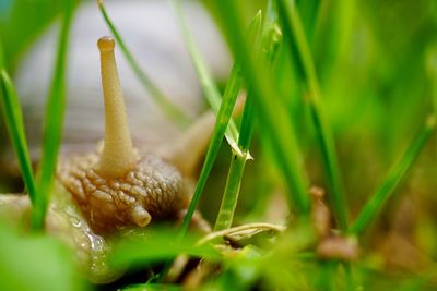 Close-up of snail on grass