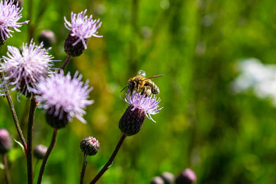 Close-up of bee pollinating on purple flower