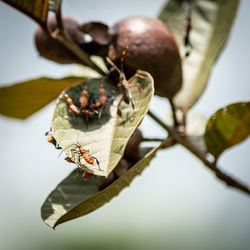 Close-up of butterfly on plant