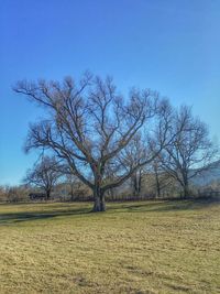 Bare trees on grassy field against blue sky