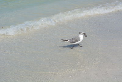 Seagulls on beach