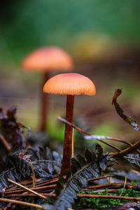 Close-up of mushroom growing on field