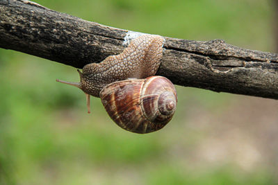 Close-up of snail on branch