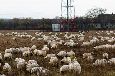 agriculture