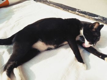 High angle view of cat resting on bed