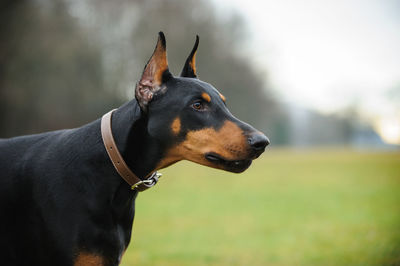 Close-up of doberman pinscher on field