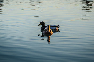 Duck swimming in lake