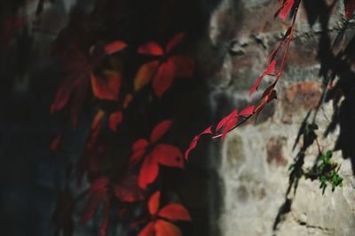 Close-up of red leaves